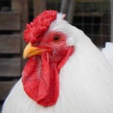 Fanbox profile picture for @chicken