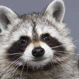 Fanbox profile picture for @raccoons