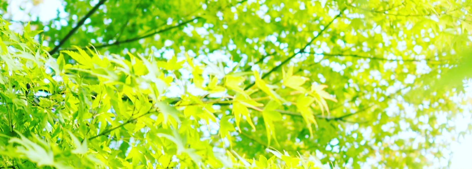 Fanbox banner for @coffee
