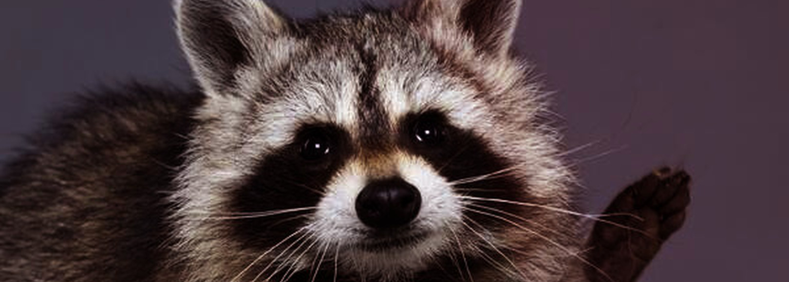Fanbox banner for @raccoons